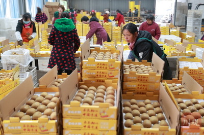 電商助力雅安名山獼猴桃銷售，農(nóng)副產(chǎn)品迎來新機(jī)遇